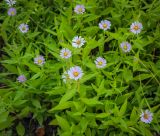 genus Symphyotrichum