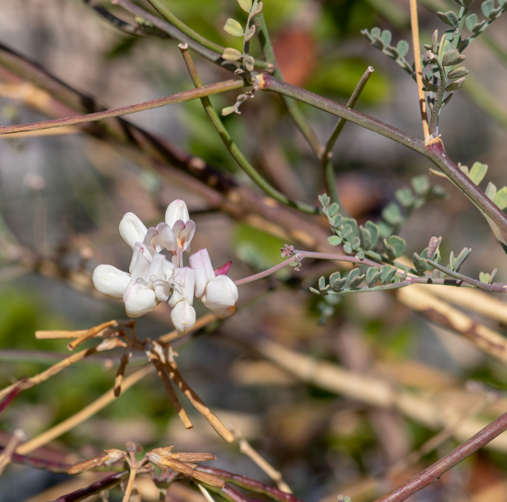 Image of Coronilla viminalis specimen.