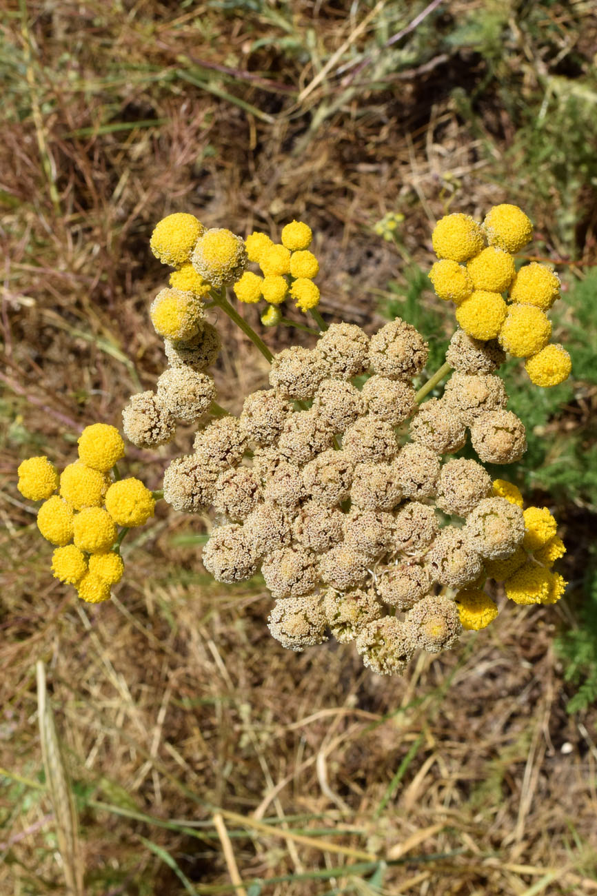 Изображение особи Handelia trichophylla.