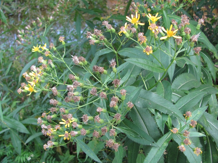 Image of Senecio sarracenicus specimen.