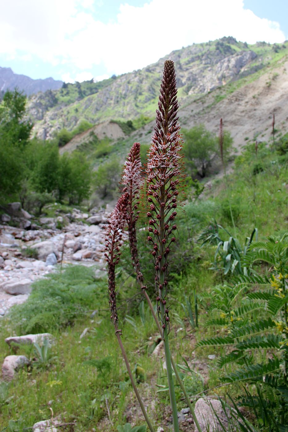 Image of Eremurus regelii specimen.