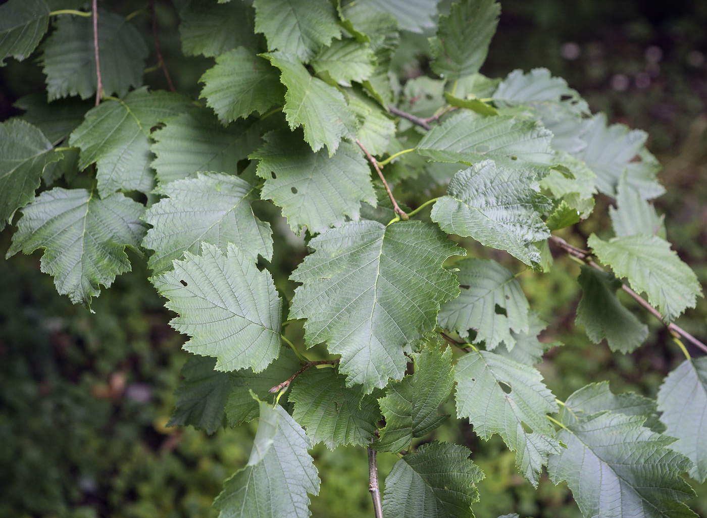 Image of Alnus hirsuta specimen.