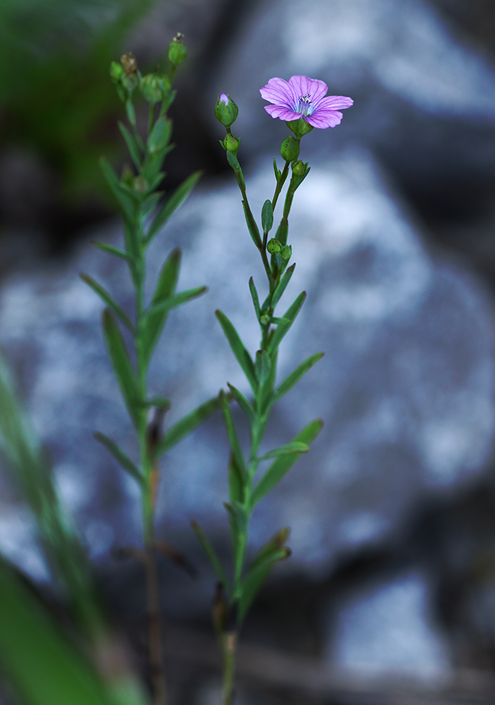 Image of Linum stelleroides specimen.