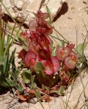 Rumex cyprius. Плодоносящее растение. Израиль, окр. г. Арад, опустыненная фригана на дне вади. 04.03.2020.