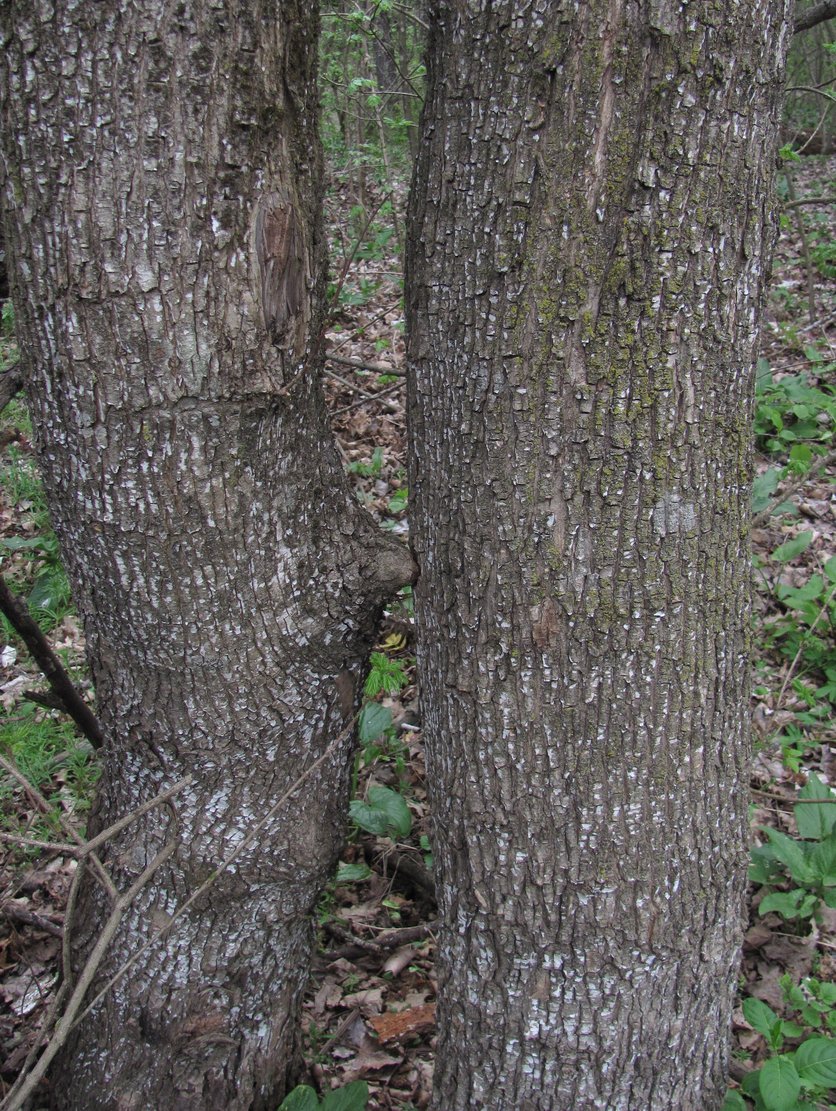 Image of Acer campestre specimen.