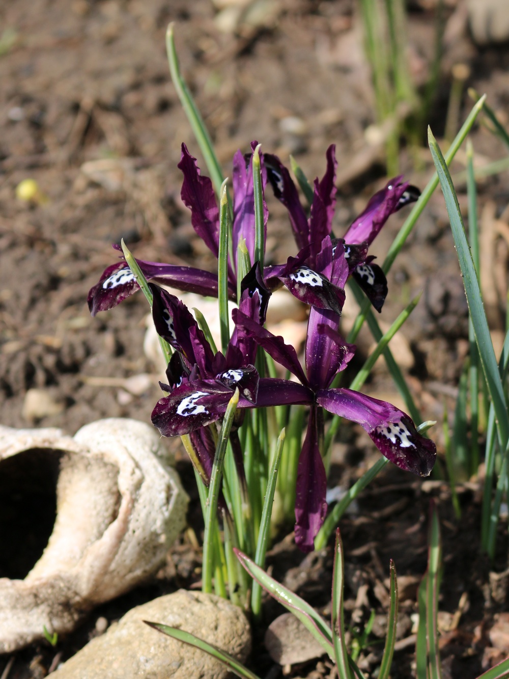 Изображение особи Iridodictyum reticulatum.