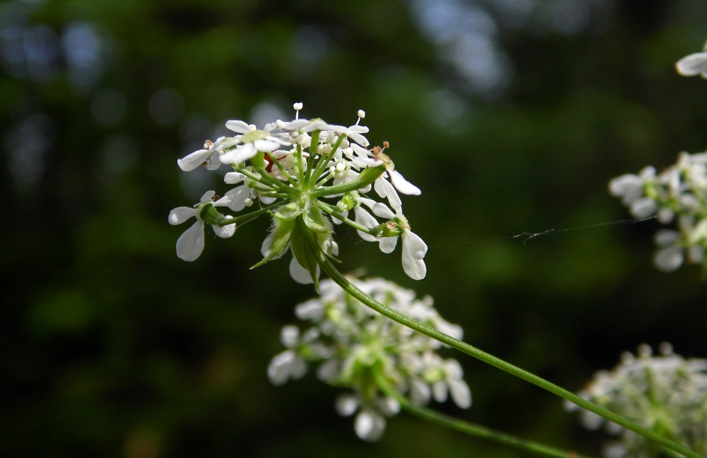 Изображение особи Anthriscus sylvestris.