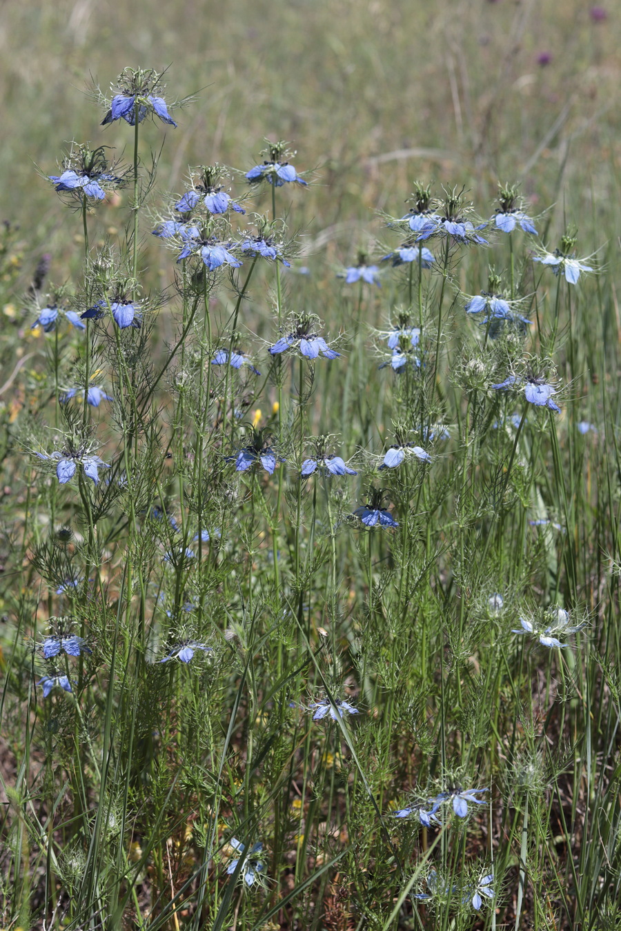 Image of Nigella damascena specimen.