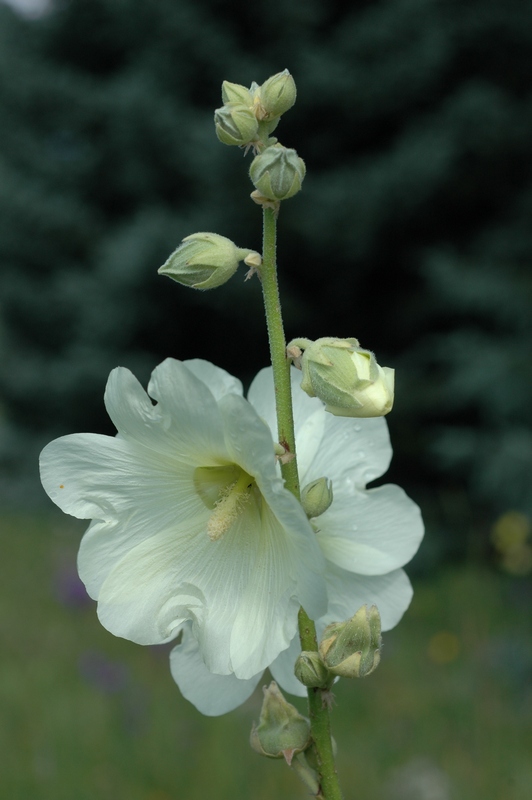 Image of Alcea frolowiana specimen.