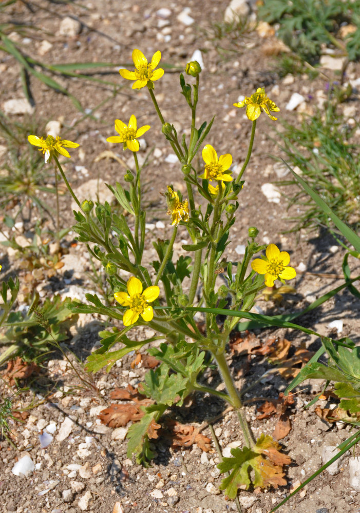 Image of Ranunculus oxyspermus specimen.