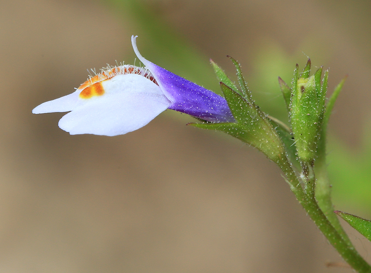 Изображение особи Mazus stachydifolius.