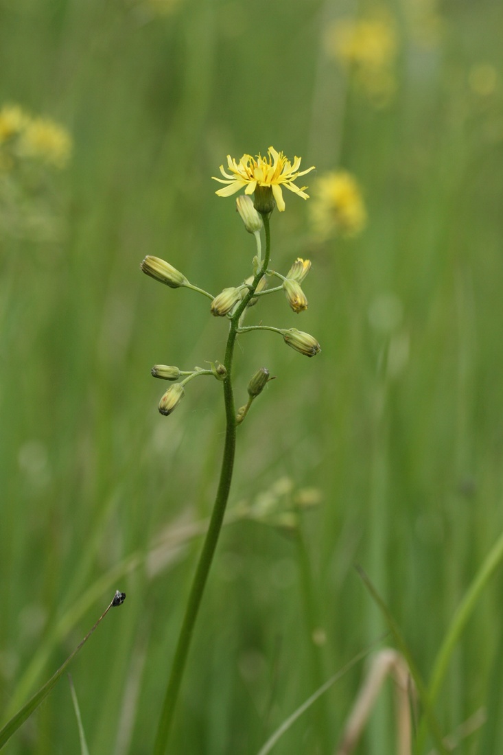 Изображение особи Crepis praemorsa.