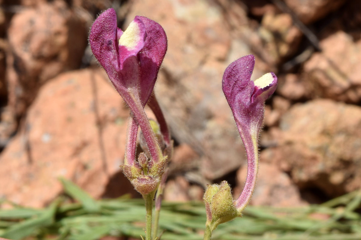 Image of Scutellaria ramosissima specimen.