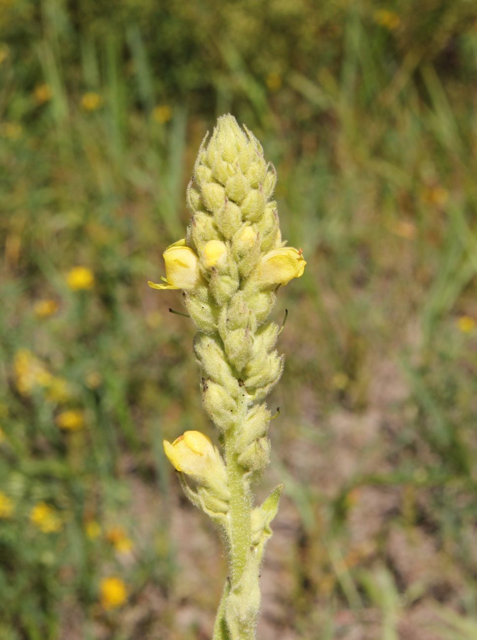 Изображение особи Verbascum thapsus.