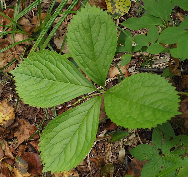 Изображение особи Chloranthus quadrifolius.