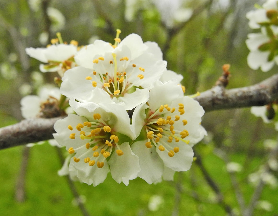 Image of Prunus &times; rossica specimen.