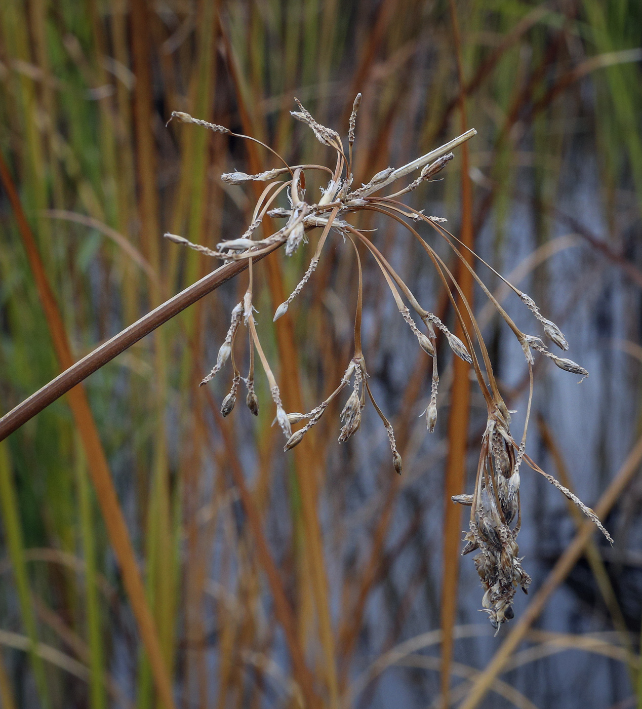 Image of Schoenoplectus lacustris specimen.