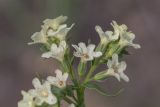 Anchusa popovii. Соцветие. Ростовская обл., Каменский р-н, окр. станицы Калитвенская, песчаная степь. 23.05.2021.