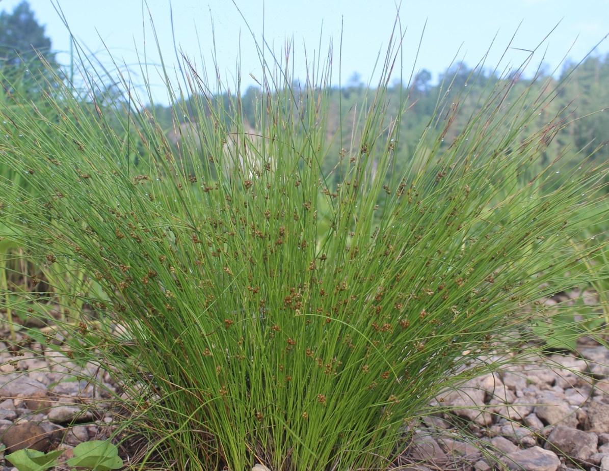 Изображение особи Juncus filiformis.