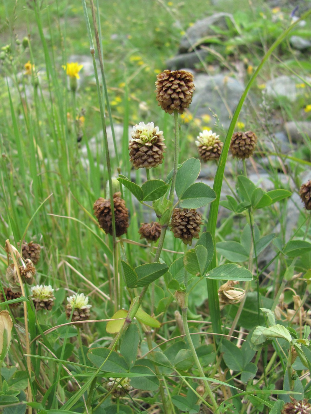 Image of Trifolium rytidosemium specimen.