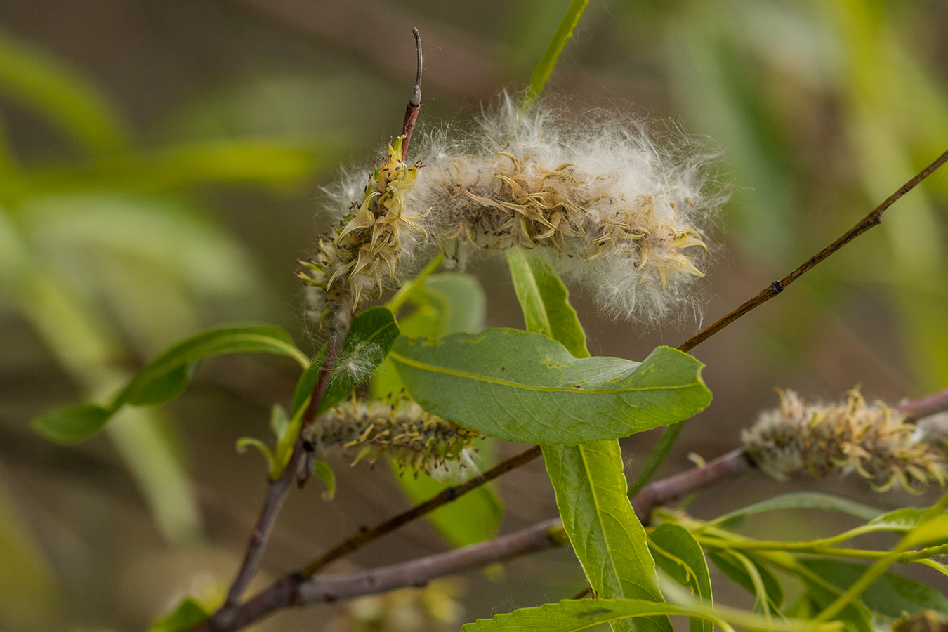 Изображение особи Salix acutifolia.