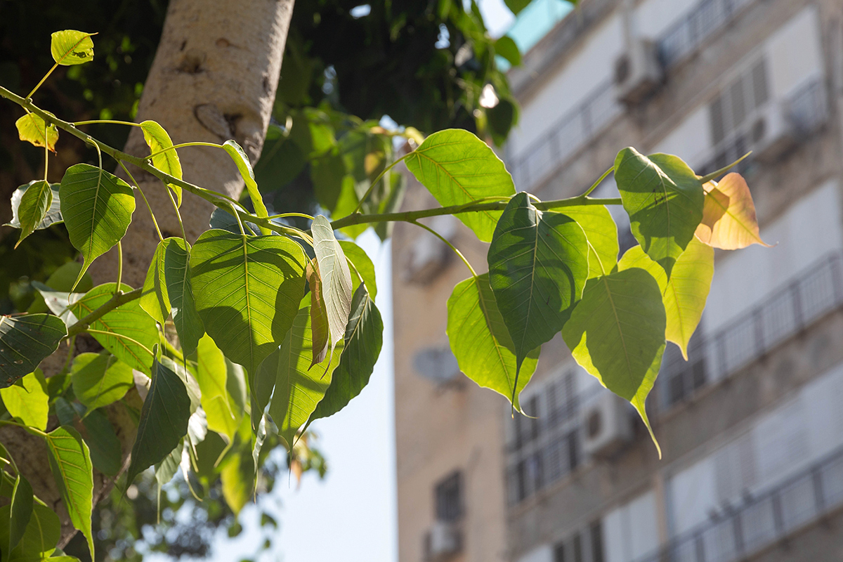 Изображение особи Ficus religiosa.