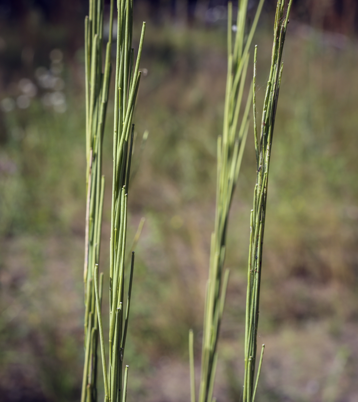 Image of Turritis glabra specimen.