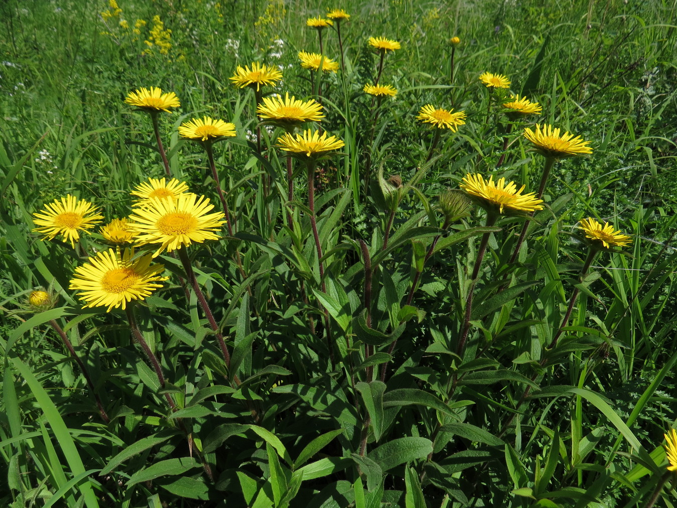 Image of Inula hirta specimen.