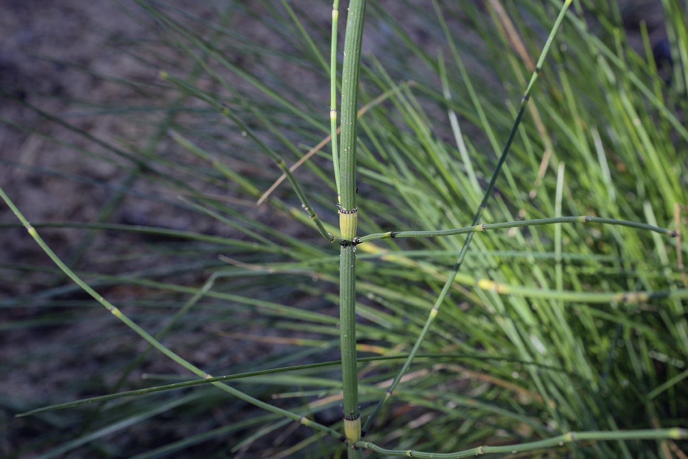 Изображение особи Equisetum ramosissimum.