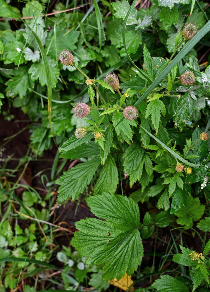 Image of Geum aleppicum specimen.