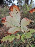 Staphylea colchica. Аномальный лист в осенней окраске (вид снизу). Краснодарский край, Сочи, Лазаревский р-н, окр. ст. Уч-Дере, лес. 15.12.2022.