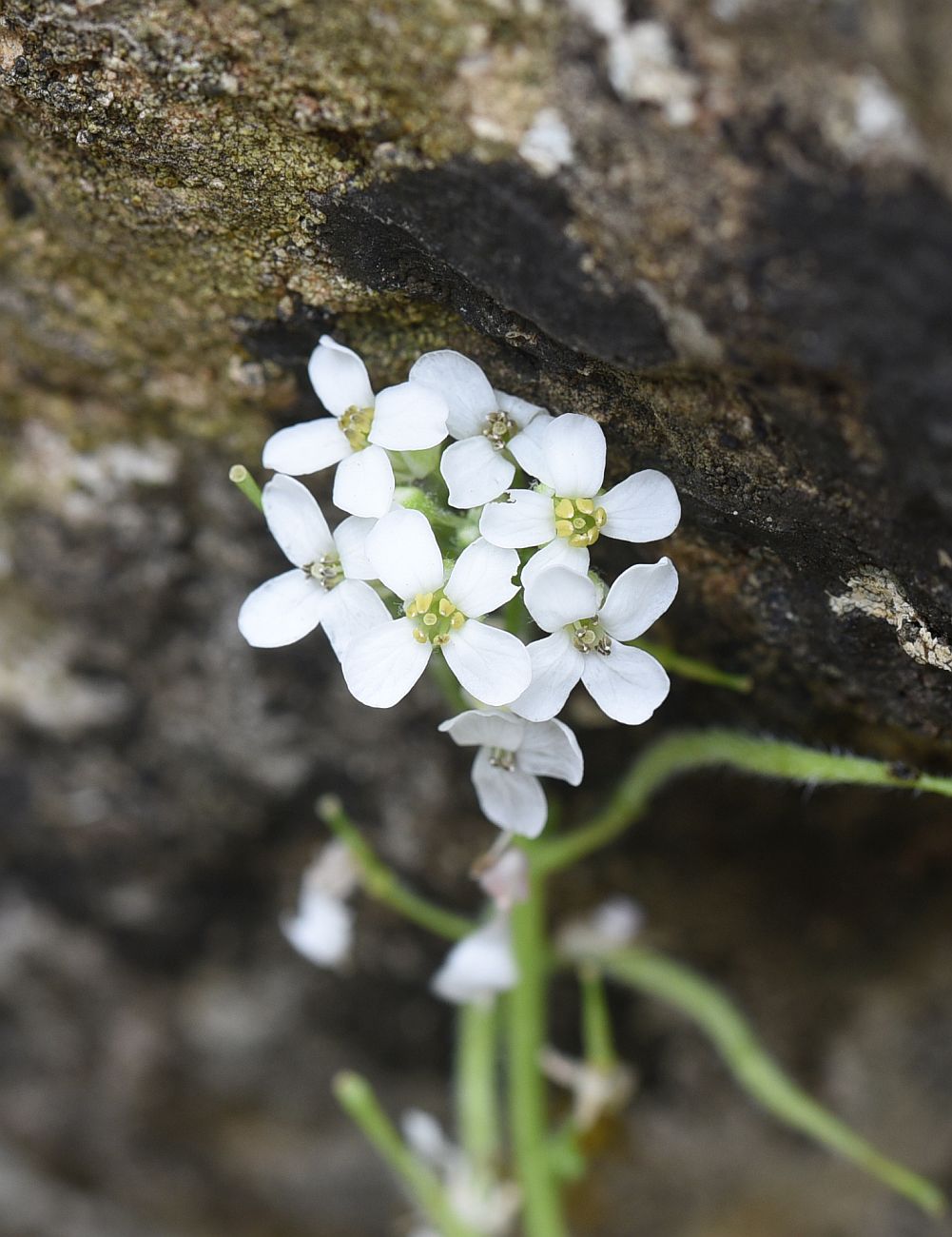 Image of Alliaria taurica specimen.