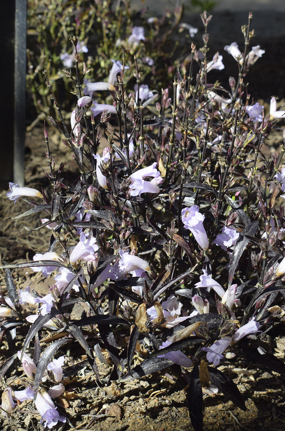 Image of Strobilanthes anisophylla specimen.