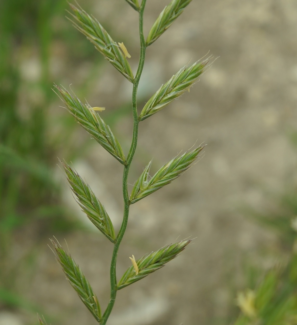 Image of Lolium multiflorum specimen.