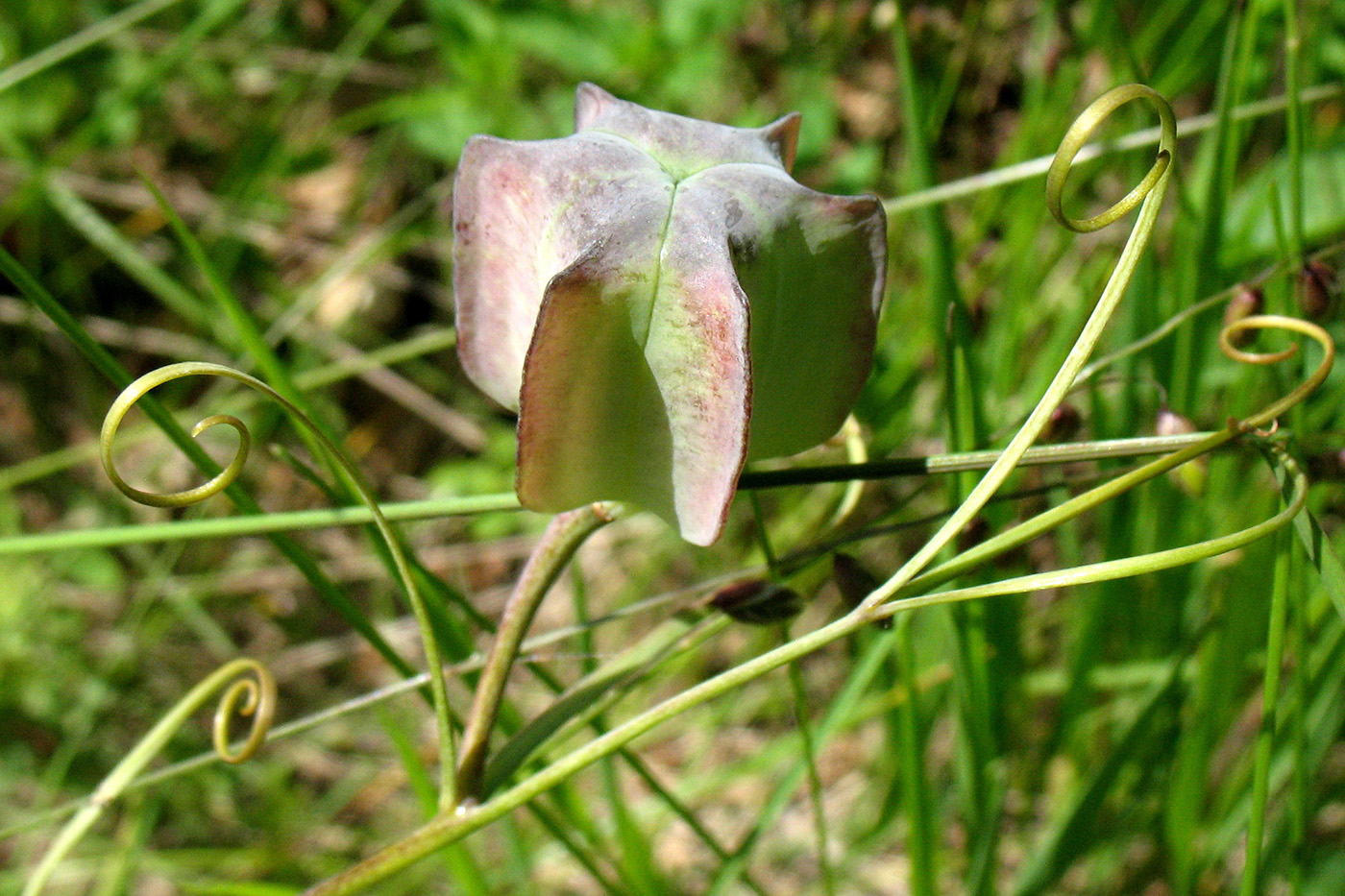 Image of Fritillaria ruthenica specimen.