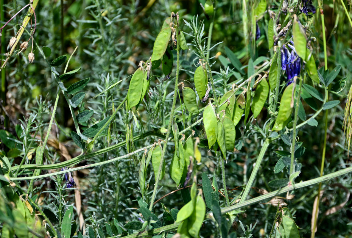 Image of Vicia villosa specimen.