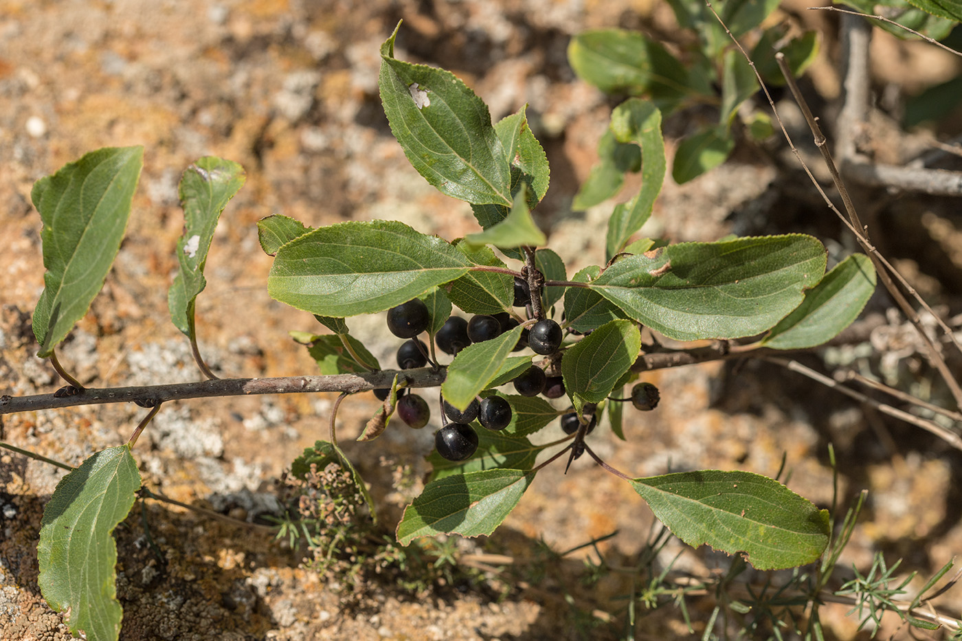 Image of Rhamnus cathartica specimen.