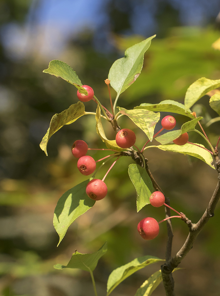 Изображение особи Malus baccata.