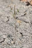 Cleome canescens. Плодоносящее растение. Крым, Карадагский заповедник, Тумановая балка, глинистые обнажения. 3 октября 2023 г.