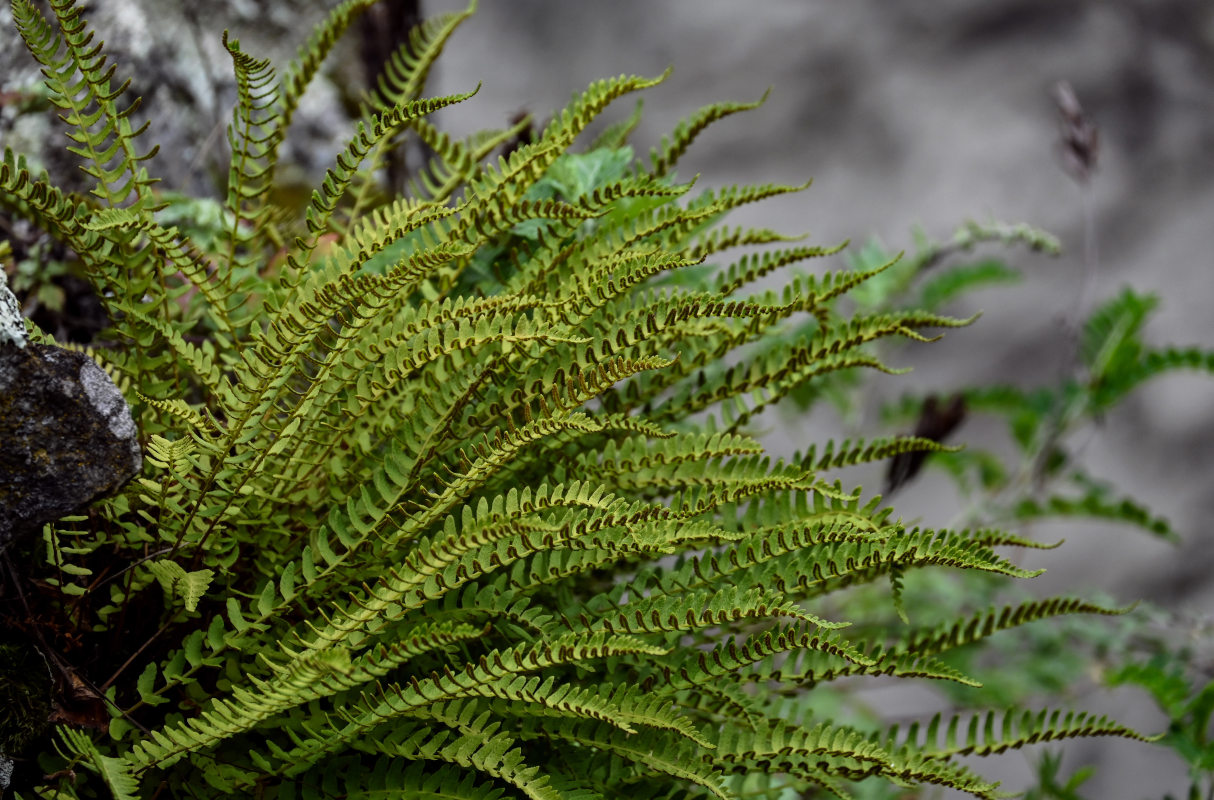 Изображение особи Woodsia polystichoides.