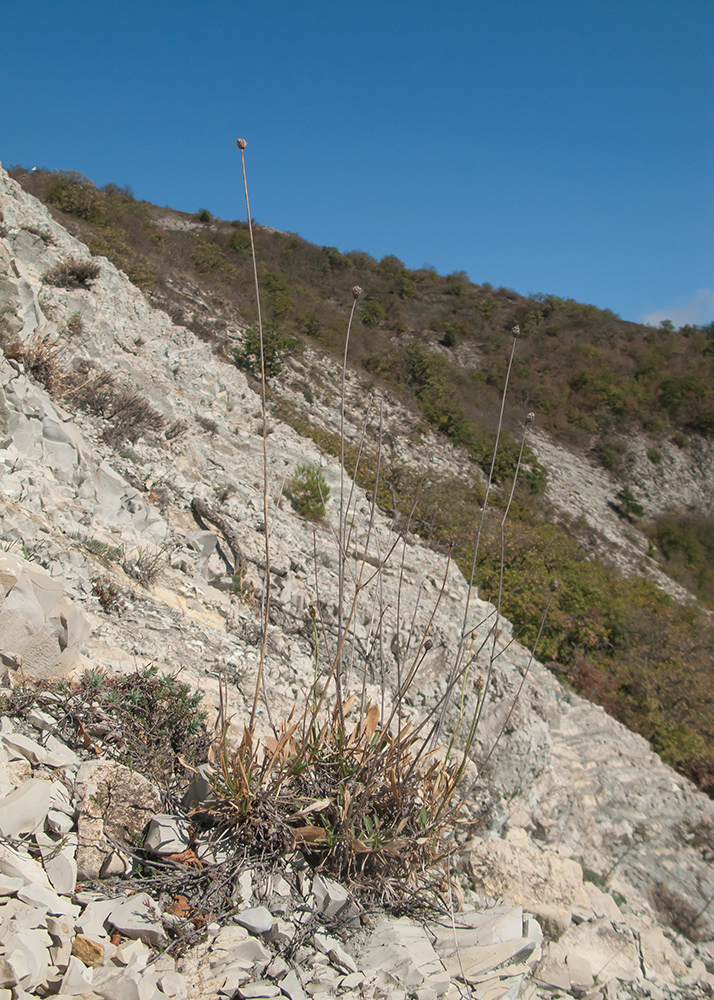 Image of Cephalaria coriacea specimen.