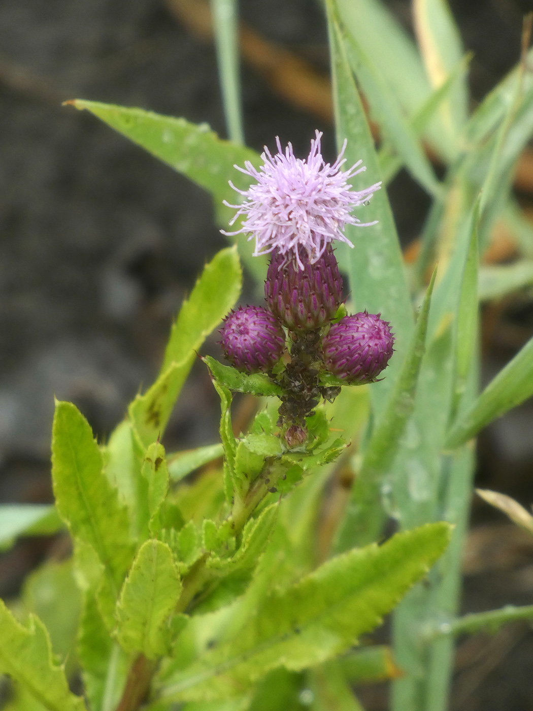 Изображение особи Cirsium arvense.