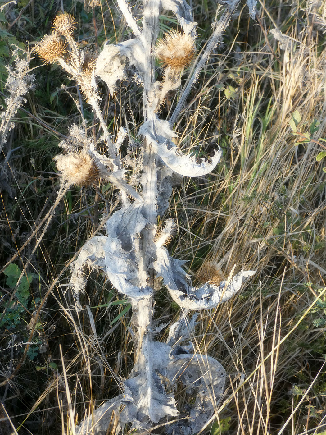 Image of Onopordum acanthium specimen.