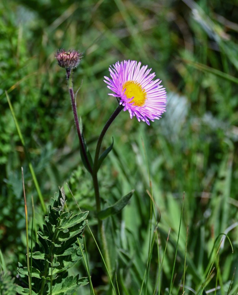 Image of Erigeron venustus specimen.