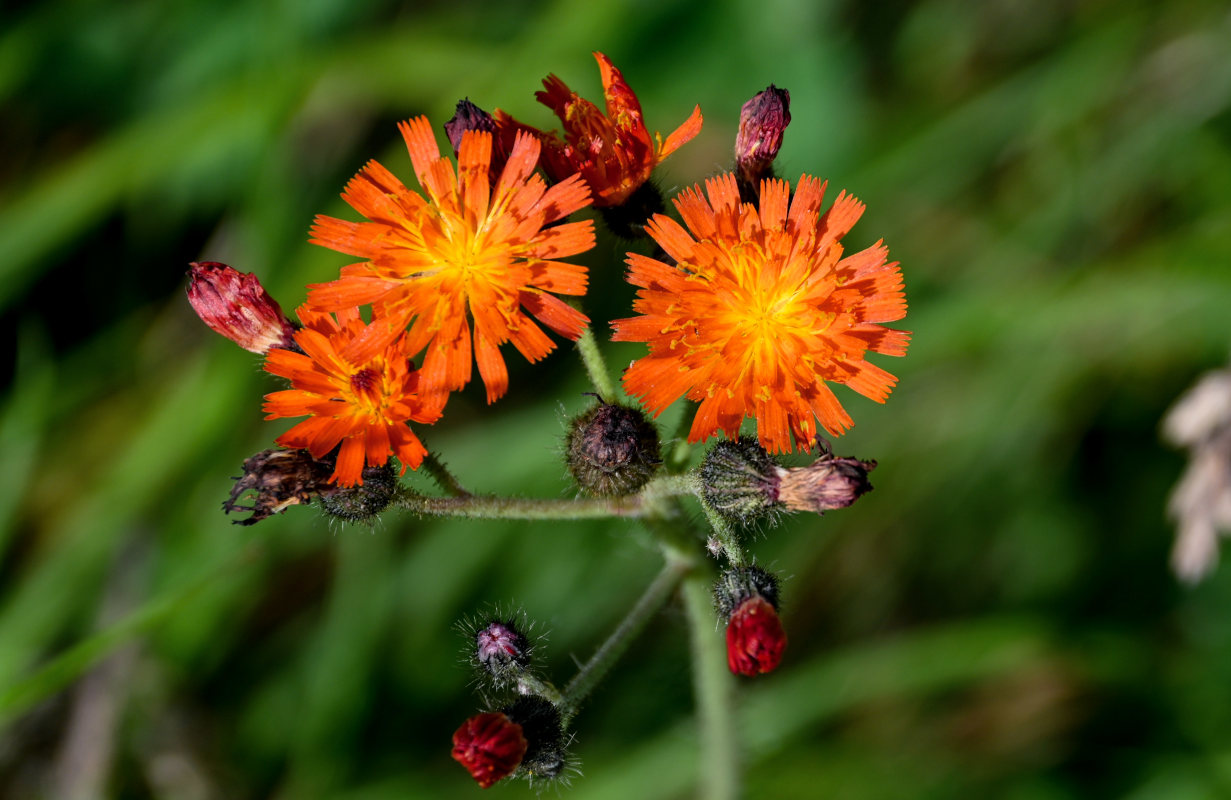 Image of Pilosella aurantiaca specimen.