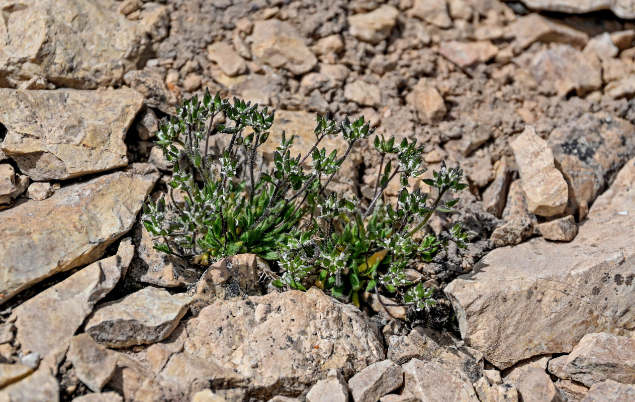 Image of Draba altaica specimen.