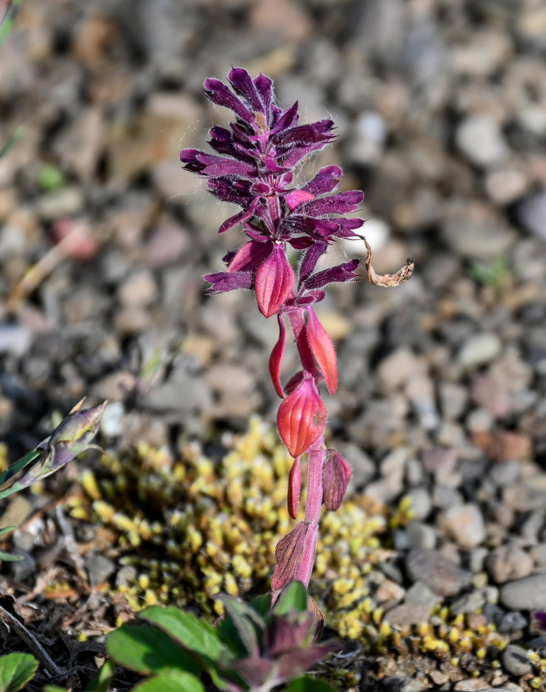 Изображение особи Dracocephalum nutans.