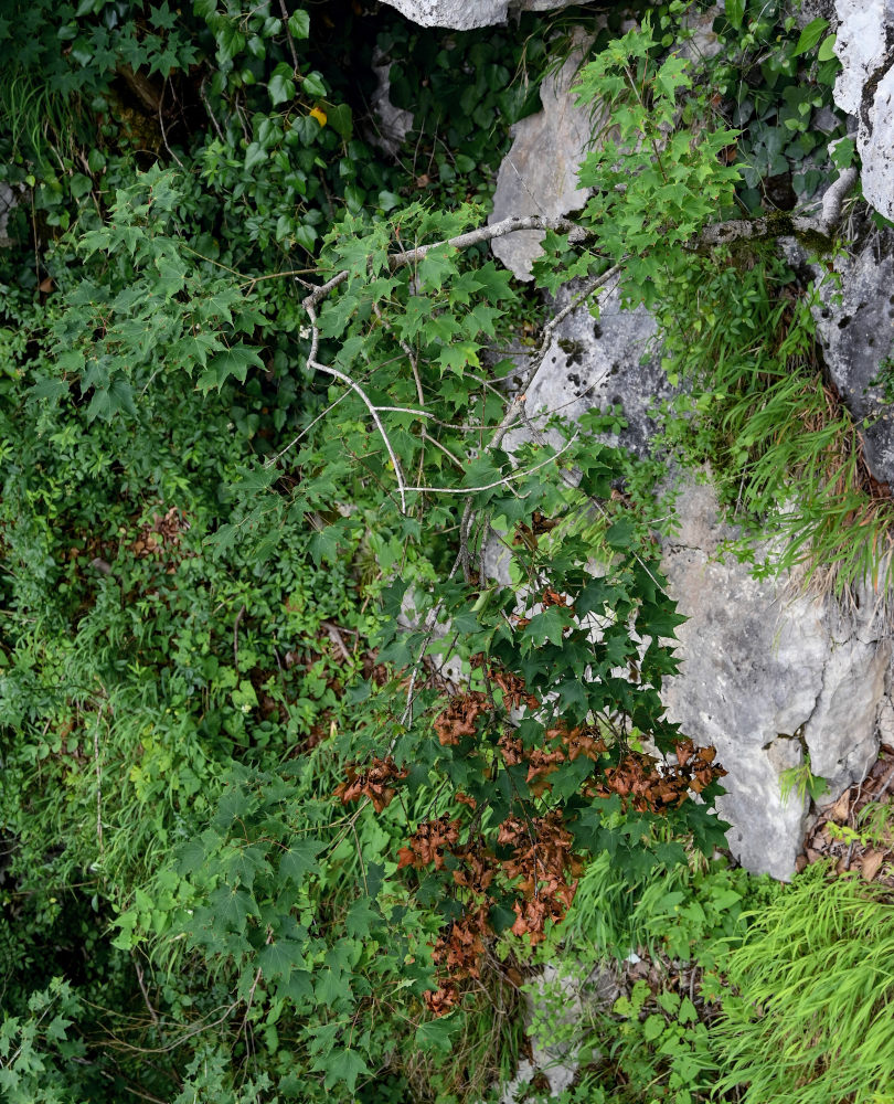 Image of Acer cappadocicum specimen.