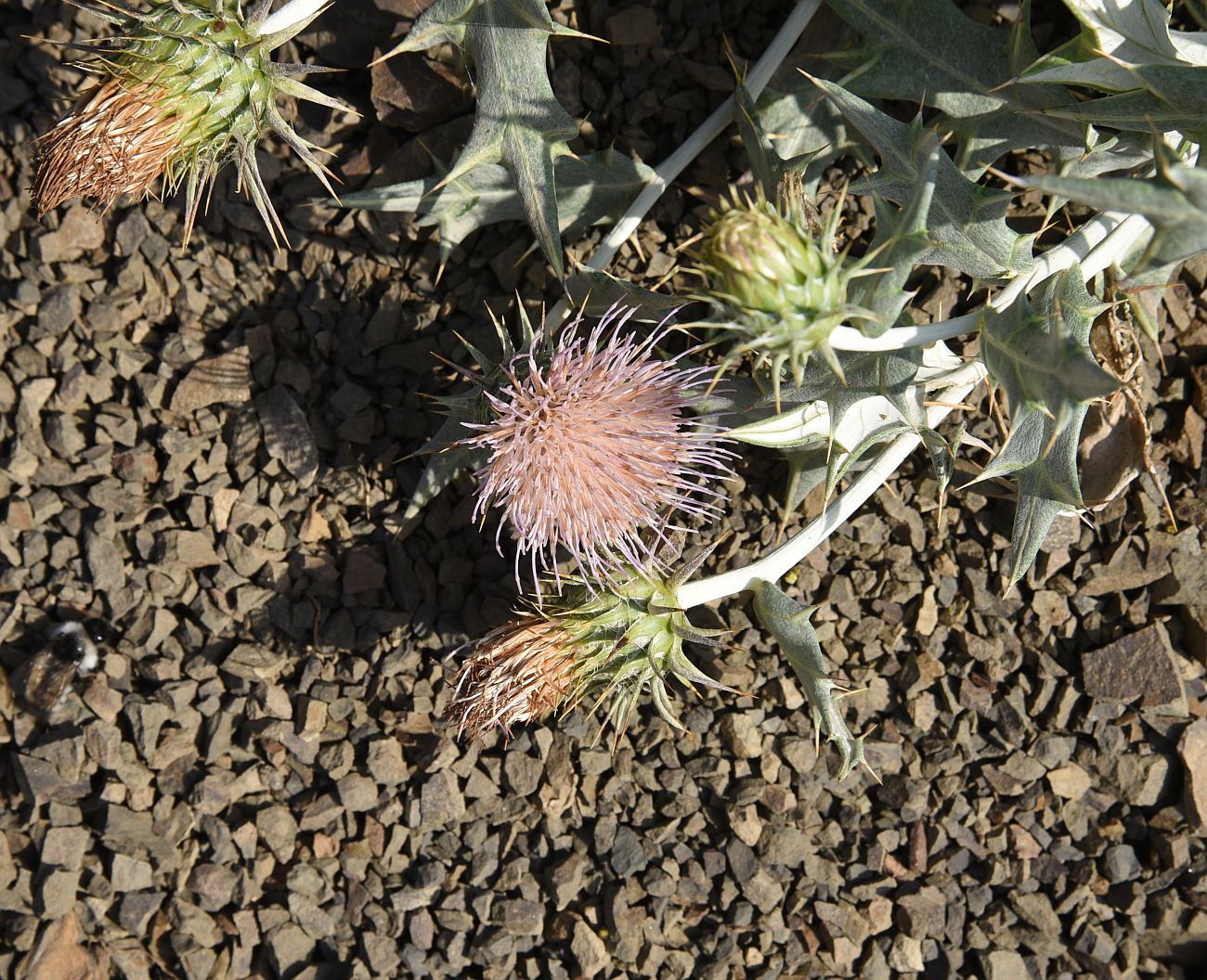 Image of Lamyropsis sinuata specimen.