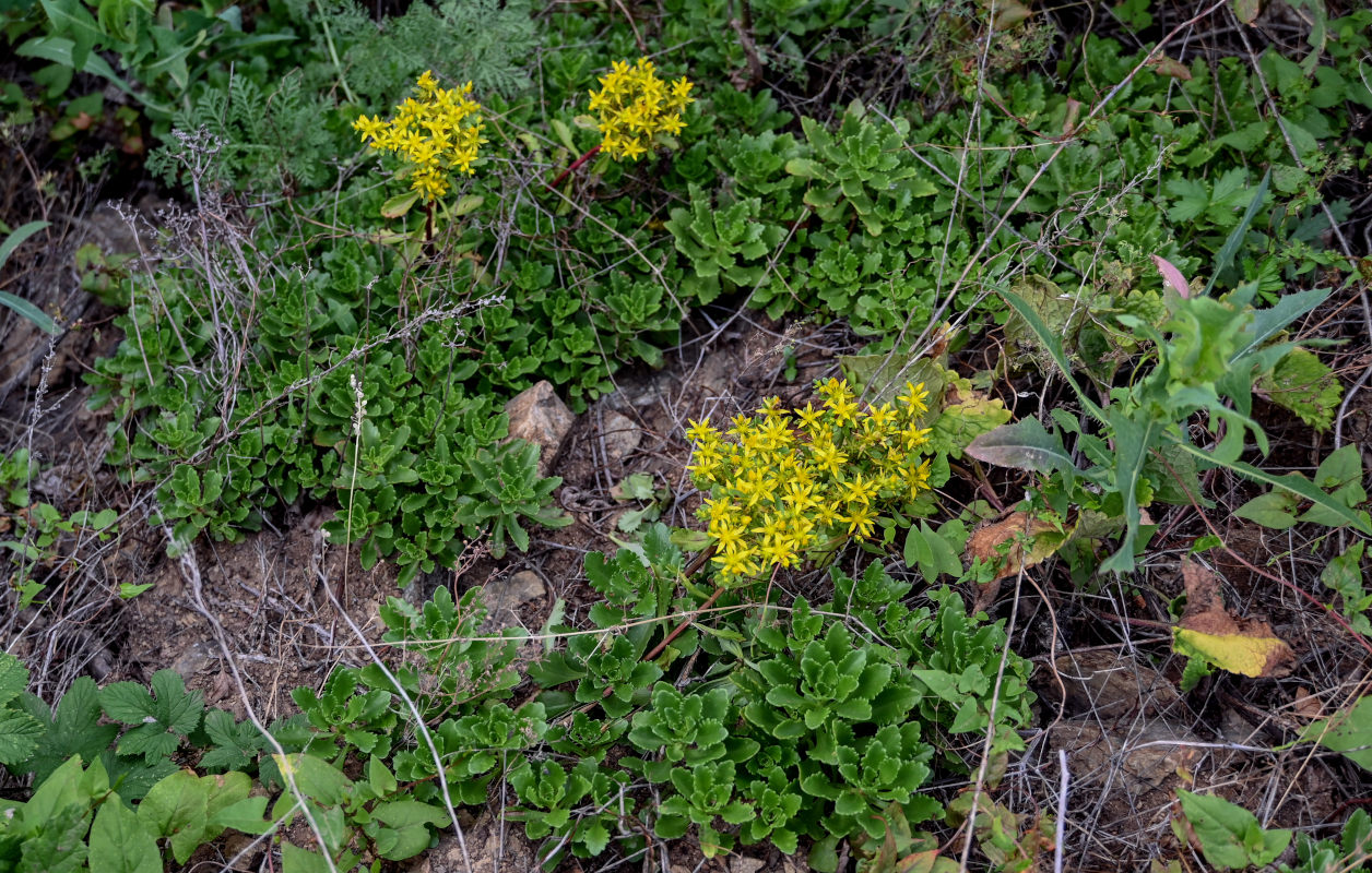 Изображение особи Aizopsis hybrida.